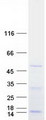 DDX39 Protein - Purified recombinant protein DDX39A was analyzed by SDS-PAGE gel and Coomassie Blue Staining