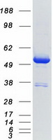 DDX39B / UAP56 Protein - Purified recombinant protein DDX39B was analyzed by SDS-PAGE gel and Coomassie Blue Staining