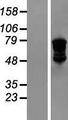 DDX4 / VASA Protein - Western validation with an anti-DDK antibody * L: Control HEK293 lysate R: Over-expression lysate