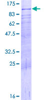 DDX4 / VASA Protein - 12.5% SDS-PAGE of human DDX4 stained with Coomassie Blue