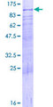 DDX4 / VASA Protein - 12.5% SDS-PAGE of human DDX4 stained with Coomassie Blue
