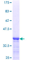 DDX4 / VASA Protein - 12.5% SDS-PAGE Stained with Coomassie Blue.