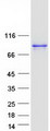 DDX4 / VASA Protein - Purified recombinant protein DDX4 was analyzed by SDS-PAGE gel and Coomassie Blue Staining