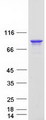 DDX4 / VASA Protein - Purified recombinant protein DDX4 was analyzed by SDS-PAGE gel and Coomassie Blue Staining