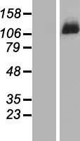 DDX46 Protein - Western validation with an anti-DDK antibody * L: Control HEK293 lysate R: Over-expression lysate