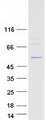 DDX47 Protein - Purified recombinant protein DDX47 was analyzed by SDS-PAGE gel and Coomassie Blue Staining