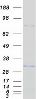 DDX50 Protein - Purified recombinant protein DDX50 was analyzed by SDS-PAGE gel and Coomassie Blue Staining