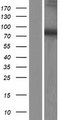 DDX51 Protein - Western validation with an anti-DDK antibody * L: Control HEK293 lysate R: Over-expression lysate