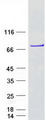 DDX55 Protein - Purified recombinant protein DDX55 was analyzed by SDS-PAGE gel and Coomassie Blue Staining