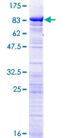DDX56 Protein - 12.5% SDS-PAGE of human DDX56 stained with Coomassie Blue