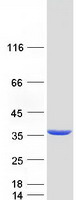 DECR1 Protein - Purified recombinant protein DECR1 was analyzed by SDS-PAGE gel and Coomassie Blue Staining