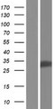 DECR2 Protein - Western validation with an anti-DDK antibody * L: Control HEK293 lysate R: Over-expression lysate