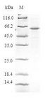 DEDD Protein - (Tris-Glycine gel) Discontinuous SDS-PAGE (reduced) with 5% enrichment gel and 15% separation gel.