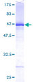 DEF6 Protein - 12.5% SDS-PAGE of human DEF6 stained with Coomassie Blue