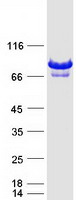 DEF6 Protein - Purified recombinant protein DEF6 was analyzed by SDS-PAGE gel and Coomassie Blue Staining