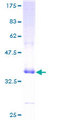 DEFA1 / Defensin Alpha 1 Protein - 12.5% SDS-PAGE of human DEFA1 stained with Coomassie Blue