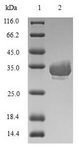 DEFA1 / Defensin Alpha 1 Protein - (Tris-Glycine gel) Discontinuous SDS-PAGE (reduced) with 5% enrichment gel and 15% separation gel.