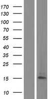 DEFA1B / Defensin Alpha 1B Protein - Western validation with an anti-DDK antibody * L: Control HEK293 lysate R: Over-expression lysate
