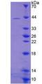 DEFA1B / Defensin Alpha 1B Protein - Recombinant Defensin Alpha 1B By SDS-PAGE