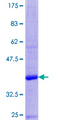 DEFA3 / Defensin Alpha 3 Protein - 12.5% SDS-PAGE of human DEFA3 stained with Coomassie Blue