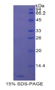 DEFA3 / Defensin Alpha 3 Protein - Recombinant Defensin Alpha 3, Neutrophil Specific By SDS-PAGE