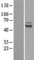 DEFA5 / Defensin 5 Protein - Western validation with an anti-DDK antibody * L: Control HEK293 lysate R: Over-expression lysate