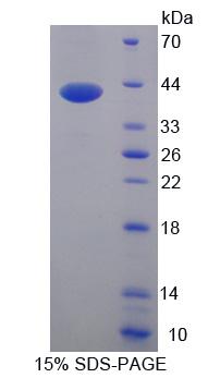 DEFA6 / Defensin 6 Protein - Recombinant  Defensin Alpha 6, Paneth Cell Specific By SDS-PAGE
