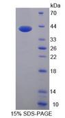 DEFA6 / Defensin 6 Protein - Recombinant  Defensin Alpha 6, Paneth Cell Specific By SDS-PAGE