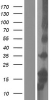 DEFB103A / BD-3 Protein - Western validation with an anti-DDK antibody * L: Control HEK293 lysate R: Over-expression lysate