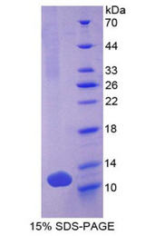 DEFB103A / BD-3 Protein