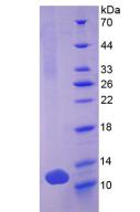 DEFB103A / BD-3 Protein - Recombinant Defensin Beta 103A By SDS-PAGE