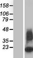 DEFB103B Protein - Western validation with an anti-DDK antibody * L: Control HEK293 lysate R: Over-expression lysate