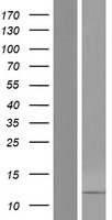 DEFB106B Protein - Western validation with an anti-DDK antibody * L: Control HEK293 lysate R: Over-expression lysate
