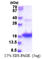 DEFB118 Protein