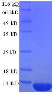 DEFB124 Protein