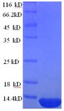 DEFB124 Protein