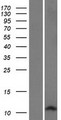 DEFB127 Protein - Western validation with an anti-DDK antibody * L: Control HEK293 lysate R: Over-expression lysate