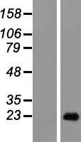 DEFB129 Protein - Western validation with an anti-DDK antibody * L: Control HEK293 lysate R: Over-expression lysate