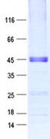 DEFB129 Protein