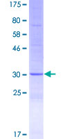 DEFB136 Protein
