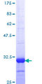 Defb4 / Defensin Beta 4 Protein - 12.5% SDS-PAGE Stained with Coomassie Blue.
