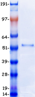 DEK Protein - Purified recombinant protein DEK was analyzed by SDS-PAGE gel and Coomassie Blue Staining