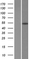 Delta-6 Desaturase / FADS2 Protein - Western validation with an anti-DDK antibody * L: Control HEK293 lysate R: Over-expression lysate