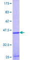 Delta-6 Desaturase / FADS2 Protein - 12.5% SDS-PAGE Stained with Coomassie Blue.