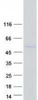 Delta-6 Desaturase / FADS2 Protein - Purified recombinant protein FADS2 was analyzed by SDS-PAGE gel and Coomassie Blue Staining