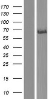 Delta3 / DLL3 Protein - Western validation with an anti-DDK antibody * L: Control HEK293 lysate R: Over-expression lysate