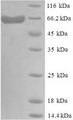 Delta3 / DLL3 Protein - (Tris-Glycine gel) Discontinuous SDS-PAGE (reduced) with 5% enrichment gel and 15% separation gel.