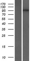 DENND2C Protein - Western validation with an anti-DDK antibody * L: Control HEK293 lysate R: Over-expression lysate