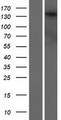 DENND5B Protein - Western validation with an anti-DDK antibody * L: Control HEK293 lysate R: Over-expression lysate