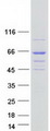 DENND6B Protein - Purified recombinant protein DENND6B was analyzed by SDS-PAGE gel and Coomassie Blue Staining